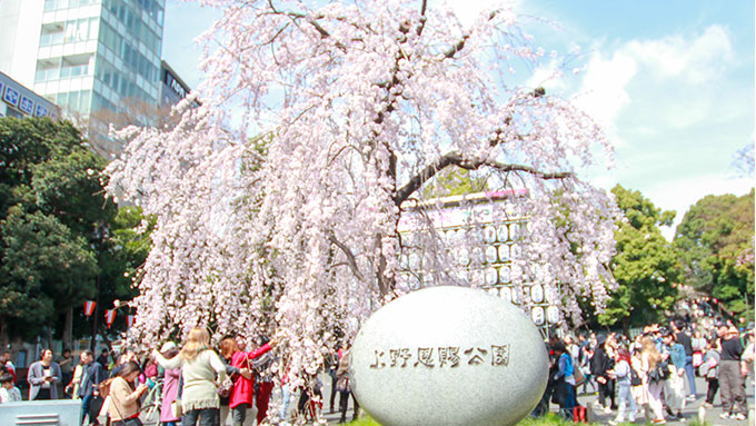 うえの桜祭り開催中！
