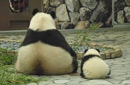 【上野動物園情報】パンダ妊娠兆候続く中、ライチョウの人工繁殖に成功！！