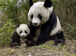 パンダの赤ちゃんの妊娠可能性が大のニュースが！今後の行方を見守りましょう♫