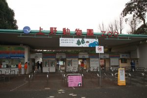 上野動物園の赤ちゃんパンダの状況はどうなったのでしょうか？GWにはお得な情報もあります！