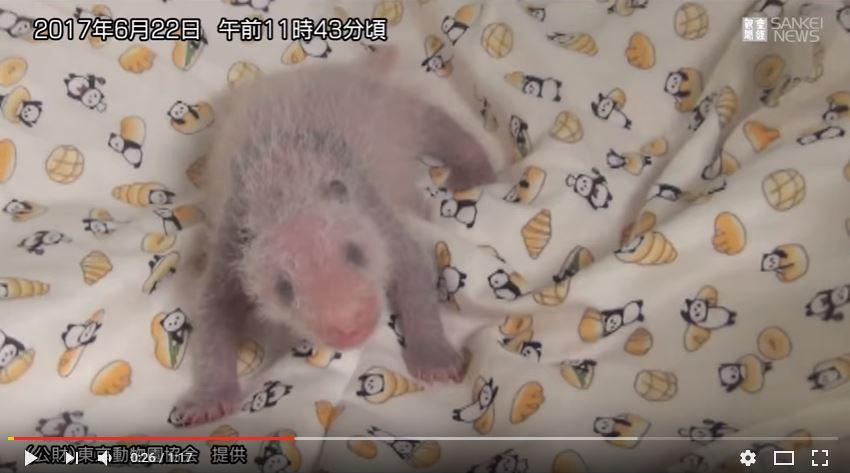 【パンダ情報】上野動物園の赤ちゃんパンダの性別がついに判明！