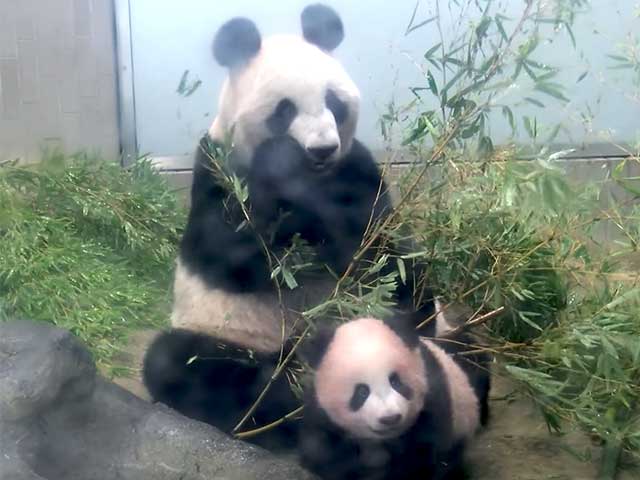 上野動物園の赤ちゃんパンダのシャンシャン（香香）が生後140日を過ぎ、最新映像が公開されました！